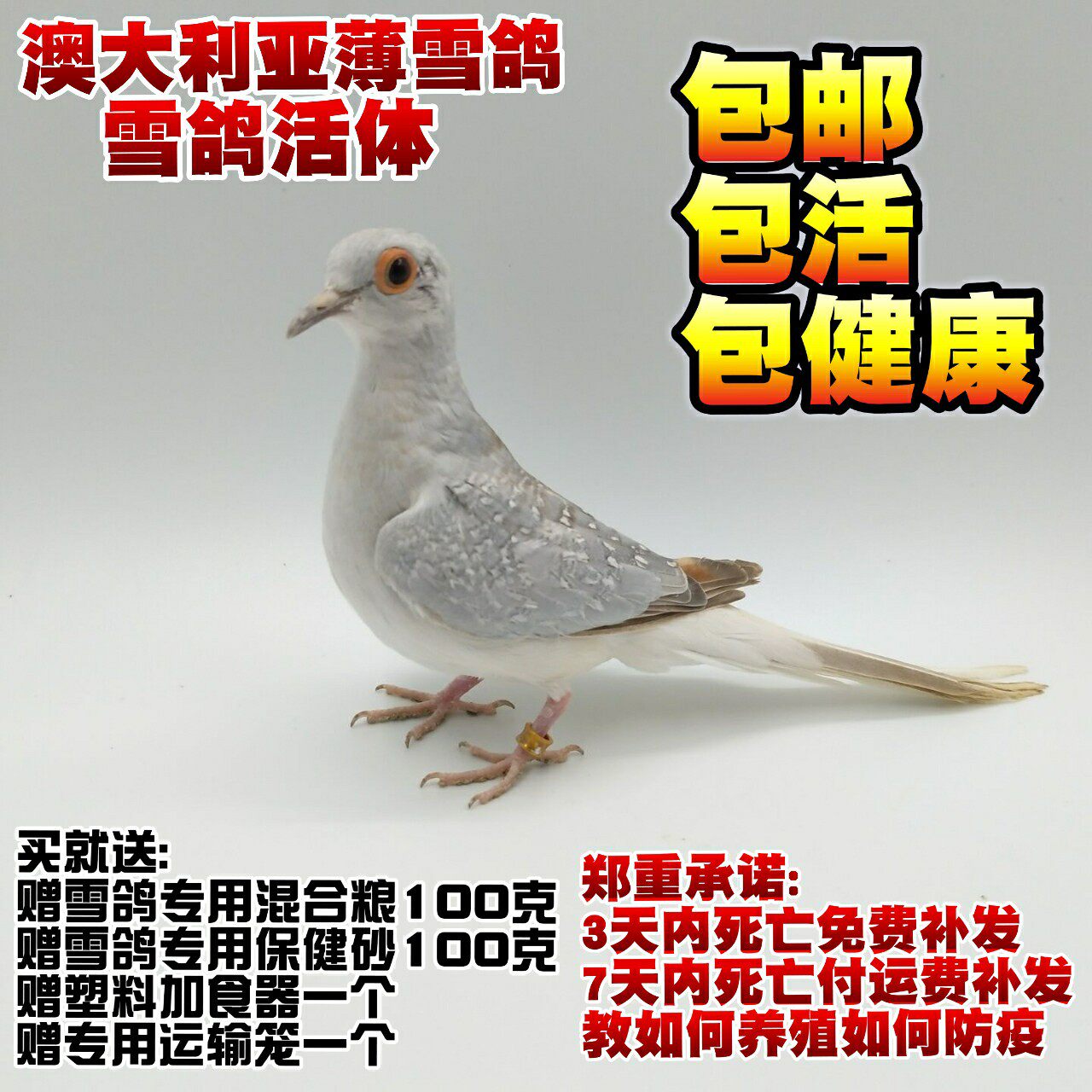 蓝白尾雪鸽活体一对驼色雪鸽白尾雪鸽珍珠鸽子宠物观赏鸟包邮包活_双