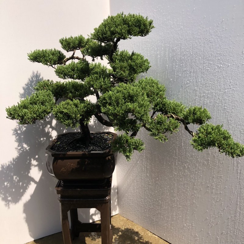 真柏台湾盆景日本本系鱼川四季长青绿植盆栽绿植