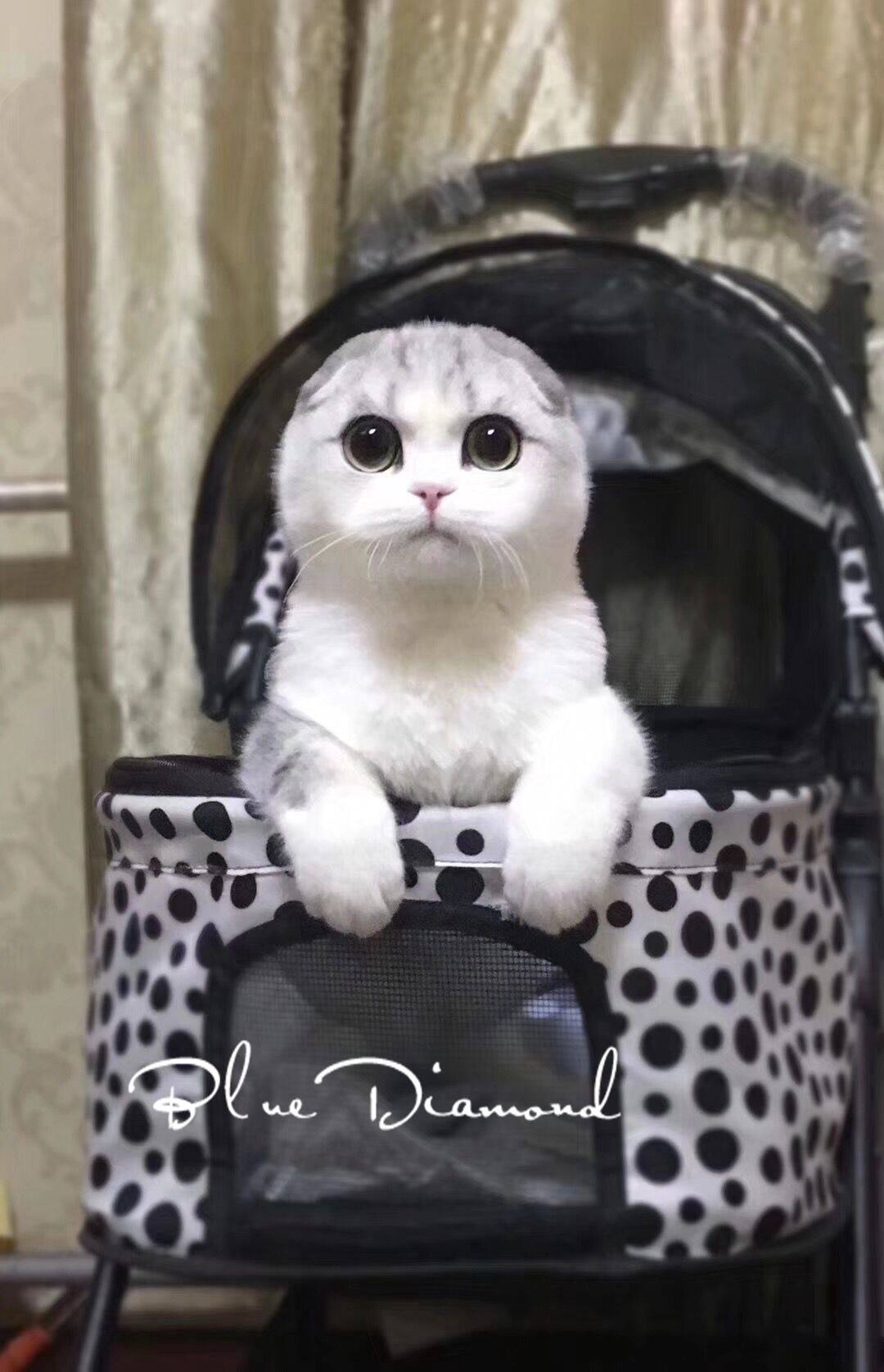 苏格兰折耳猫活体宠物猫起司虎斑加白折耳猫