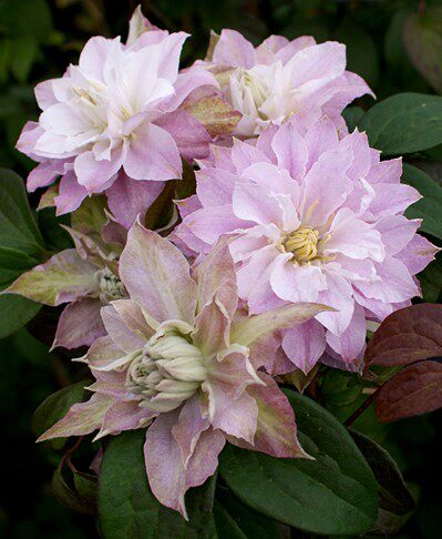 幸福园艺家舞笑重铁线莲p9阳台庭院爬藤花卉永远宿根