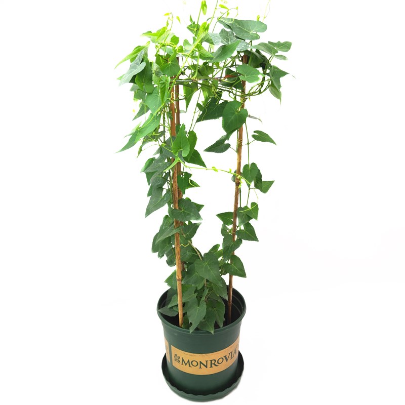 爬藤富贵盆栽锦屏藤苗珠帘植物阳台庭院一帘幽梦绿植