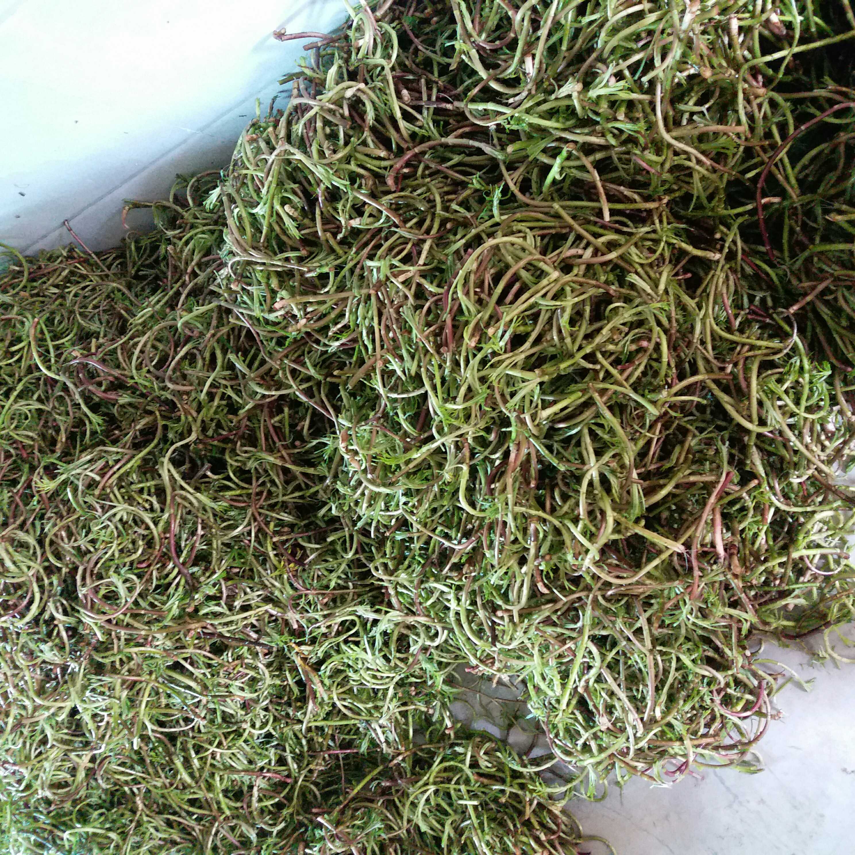 3斤装包邮 江西特产新鲜藜蒿鄱阳湖野生红梗藜蒿泥蒿芦蒿去叶现摘