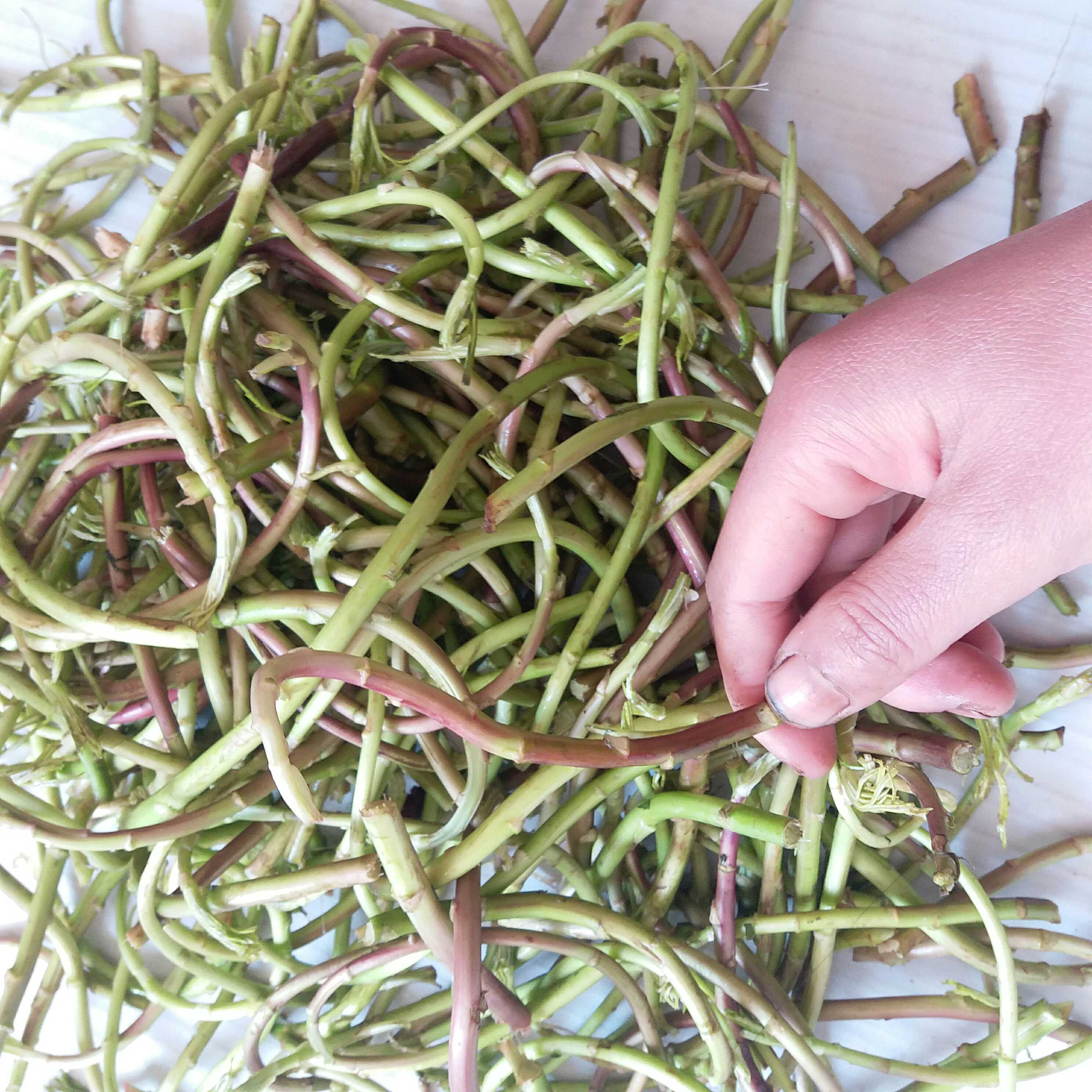 3斤装包邮 江西特产新鲜藜蒿鄱阳湖野生红梗藜蒿泥蒿芦蒿去叶现摘