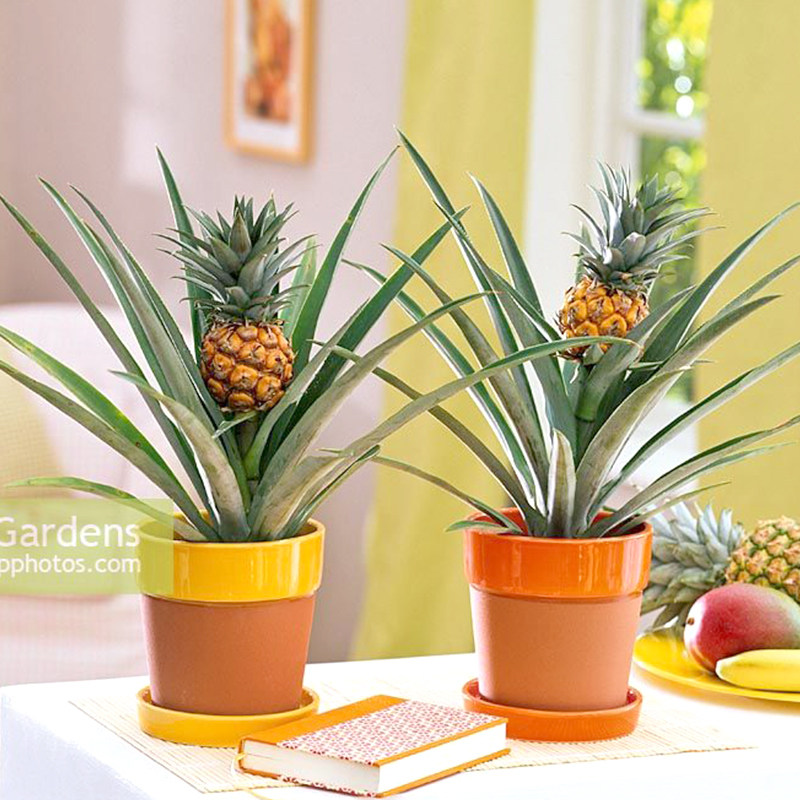 凤梨菠萝盆栽虹越趣味水果绿植热带阳台客厅绿植