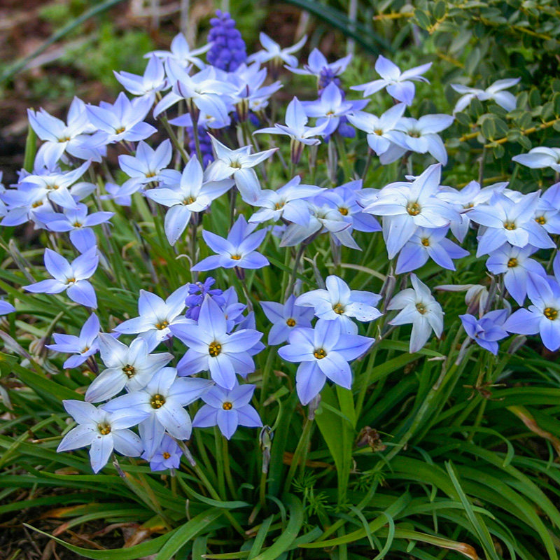 花韭种球宿根花卉虹越进口裸球5球装多年生球根花卉植物较耐寒