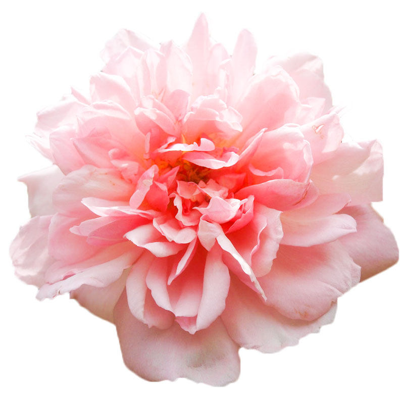 【藤本花墙系列】虹越进口月季多季开花爬藤盆栽花卉艾伯丁