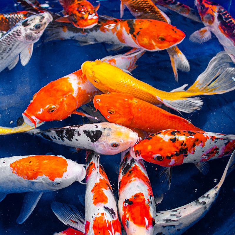 锦鲤鲤鱼活鱼冷水观赏鱼黄金龙凤喂食红头凤尾鱼