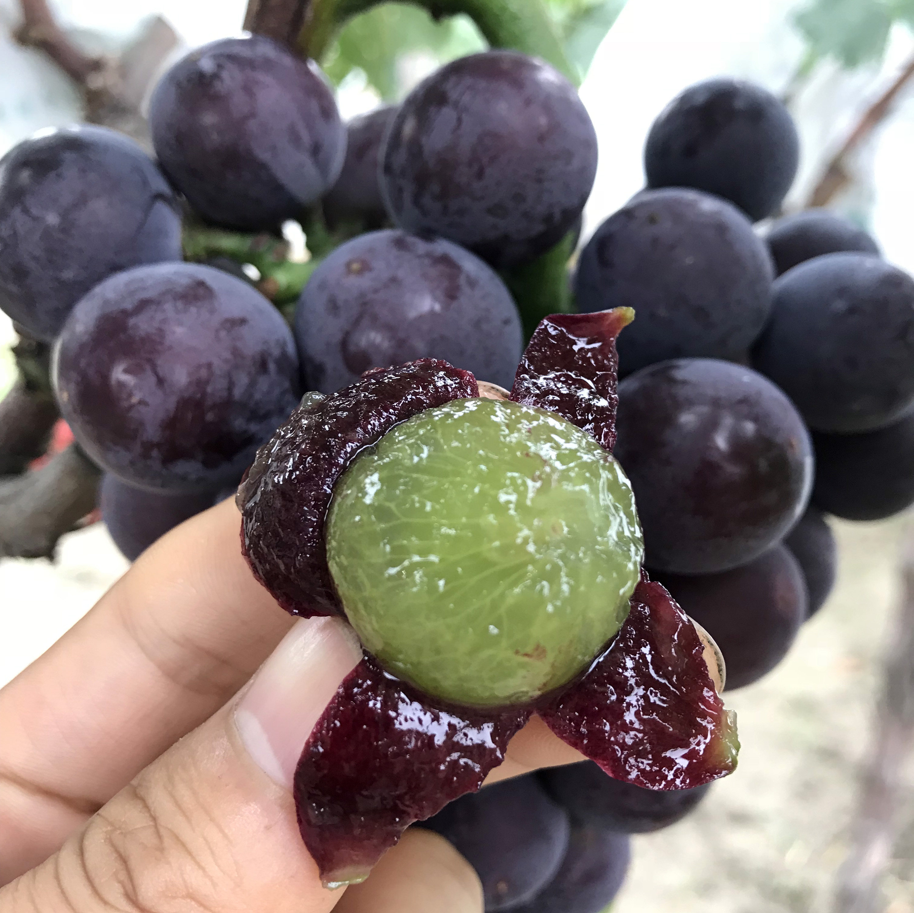 现摘新鲜户县沪太玫瑰水果时令现发5包八号葡萄