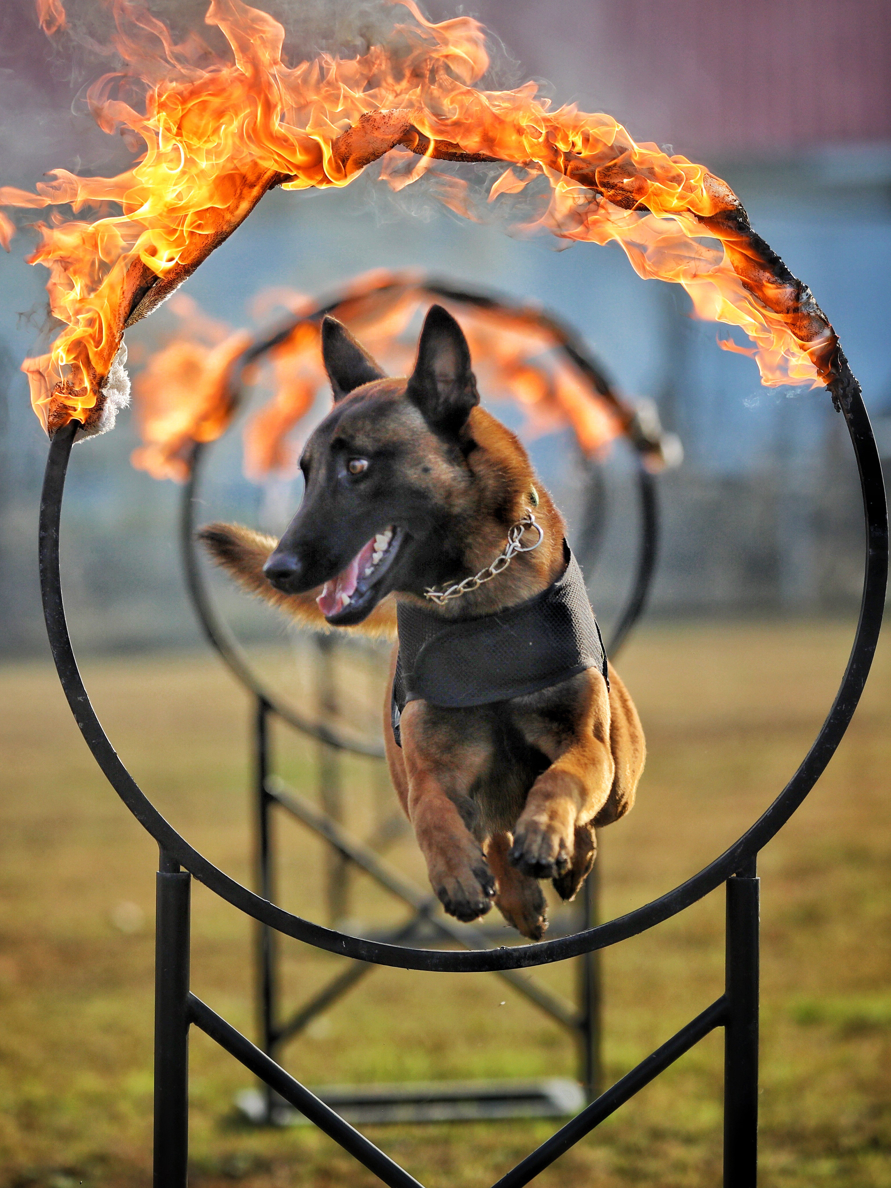 宠物训练上海莘巴犬业学校马犬杜护卫寄养宠物训练