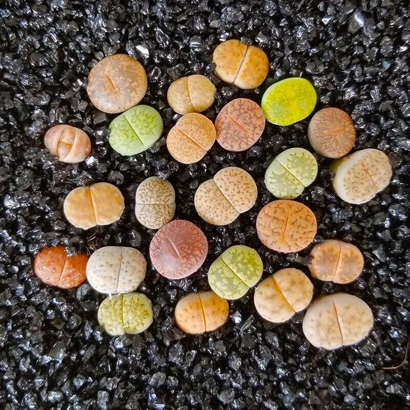 黑晶砂黑金沙铺面石多肉颗粒生石花铺面土微景观造景水族底沙包邮