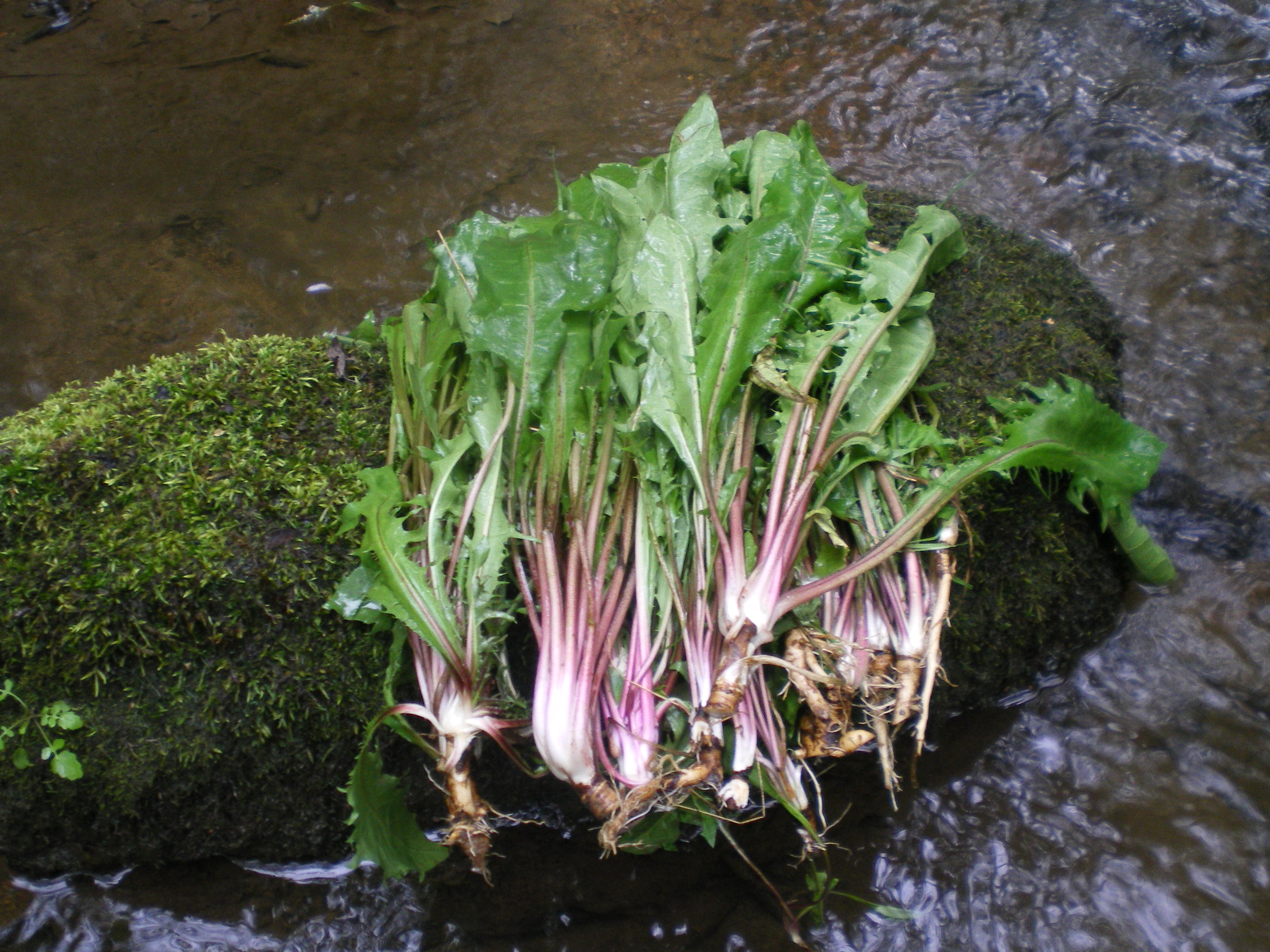 东北长白山新鲜婆婆丁蒲公英250克天然山野菜蔬菜4份包邮顺丰