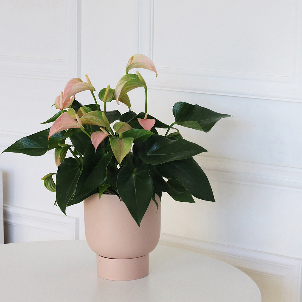 植物私生活桃色朱莉粉掌黄掌花烛室内耐阴绿植时令草本花卉