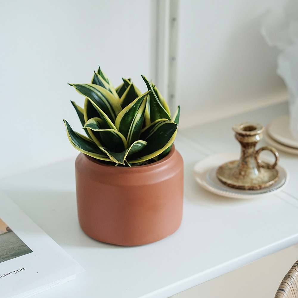 植物私生活荷花兰金金边虎皮桌面盆栽新家绿植