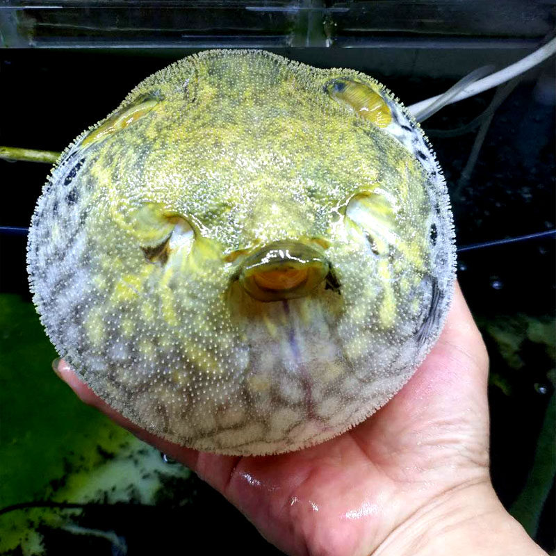 皇冠狗头淡水鱼河豚麒麟毛毛狗斑马狗头鱼红木瓜黄小胖鱼活体包邮