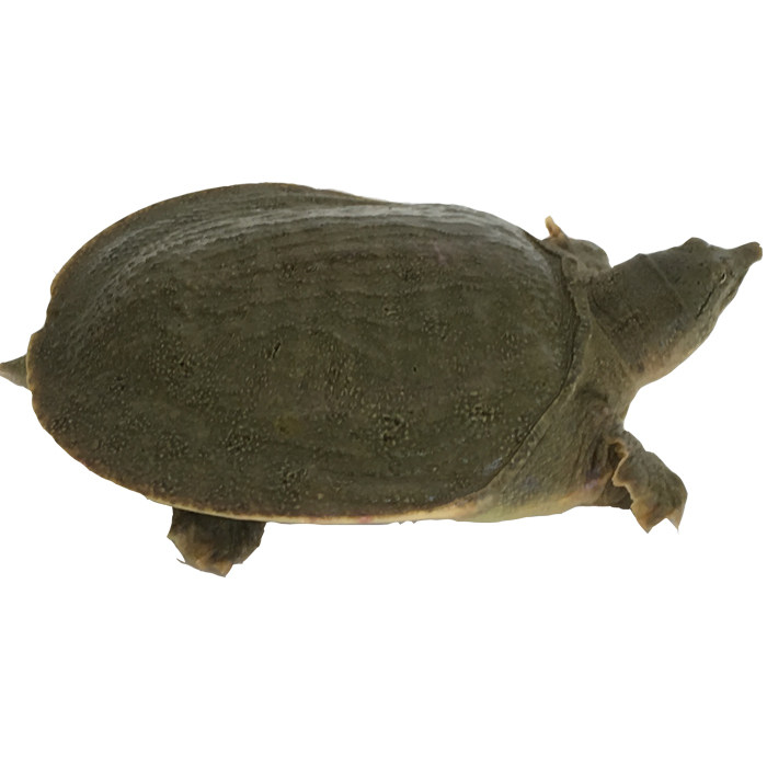 甲鱼苗活体外塘中华鳖水鱼团鱼甲鱼龟4只包邮-来自店铺【白云湖甲鱼】