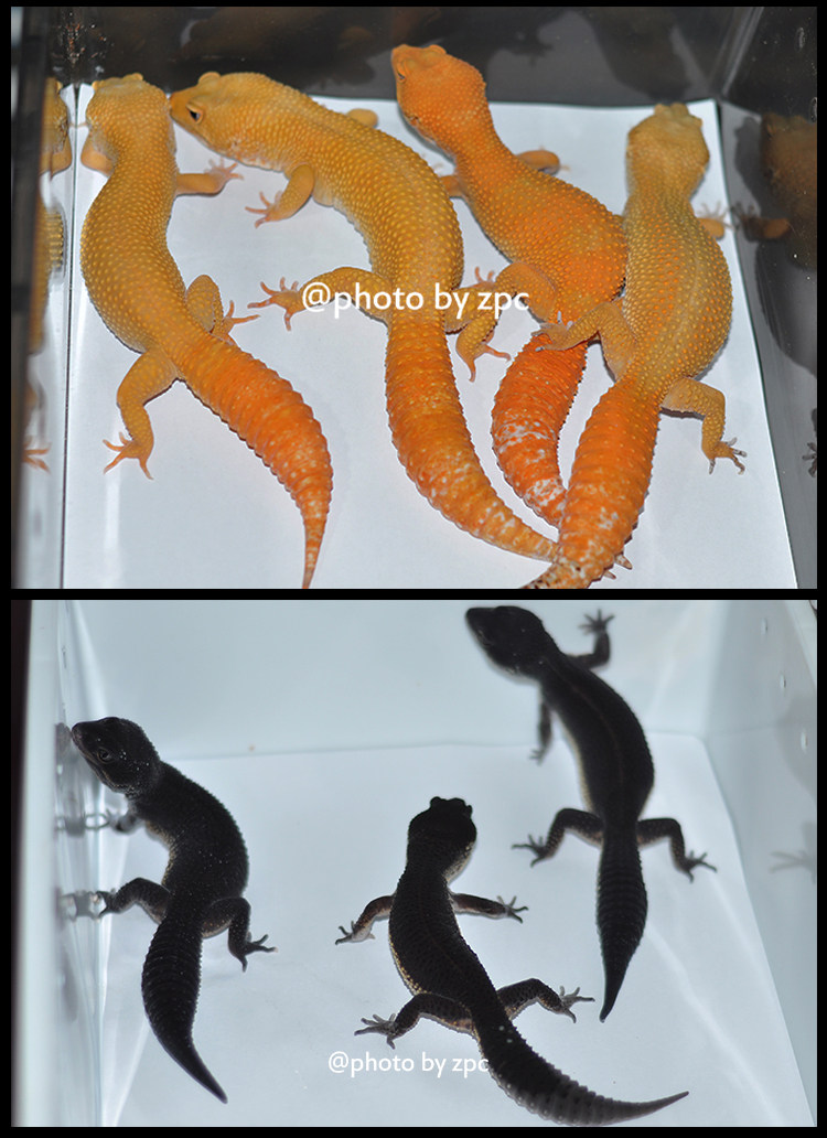 豹纹守宫幼崽肥尾蜥蜴爬宠黑夜白黄异温顺可爱特色爬宠