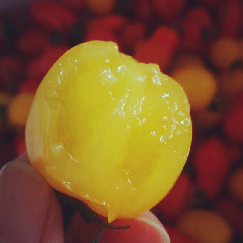 丹东特产牛奶草莓柿子黄色圣女果小番茄3斤顺丰包邮409黄色小柿子