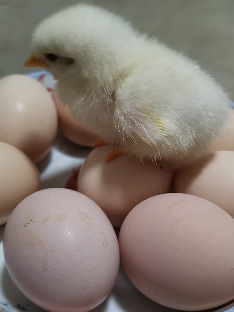 鸡蛋小鸡土鸡可以孵出农家散养新鲜月子受精鸡蛋