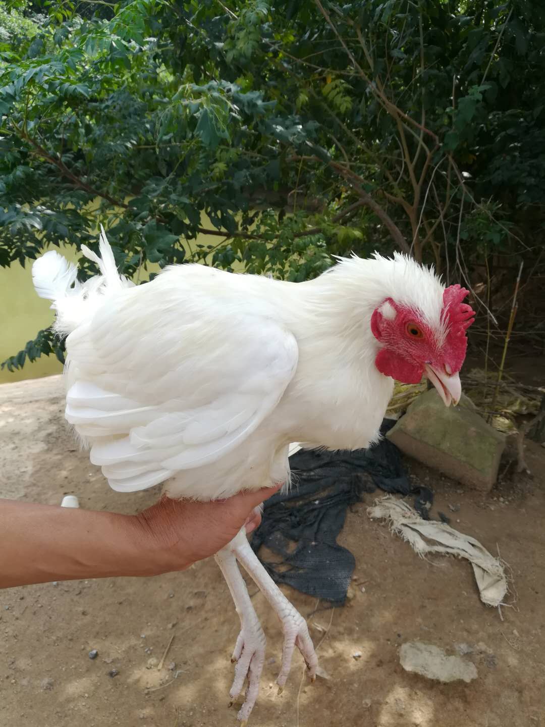 药引三白鸡 白羽鸡 白羽红冠鸡 纯白公鸡 白毛童子鸡 当日到货