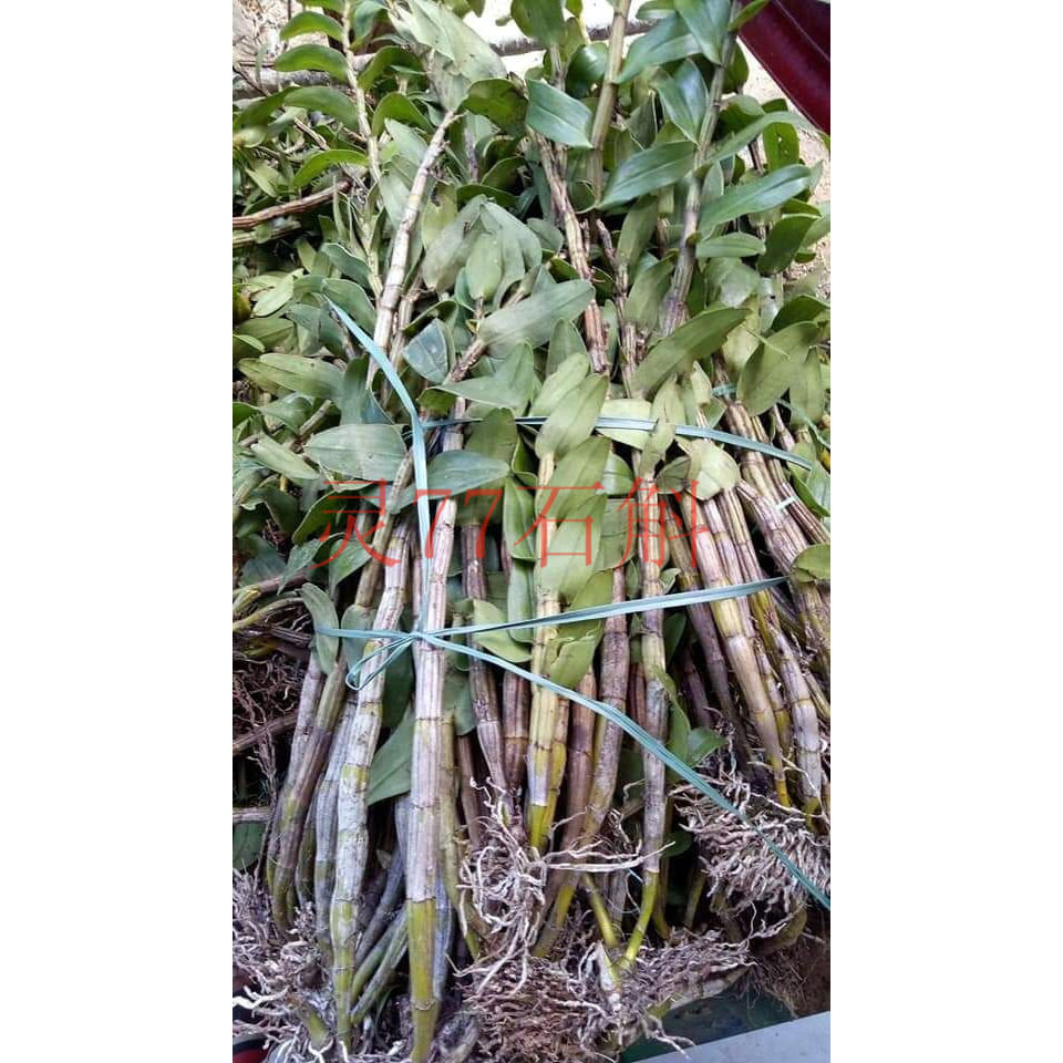 石斛维珍处子兰花绿植盆栽花寿500克一斤包邮石斛