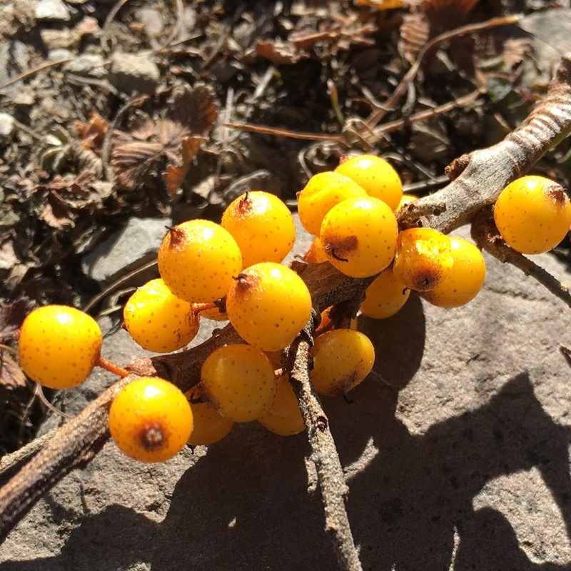 新鲜沙棘果 1000g 山西特产 吕梁山 沙刺果 新鲜 挑选醋柳果