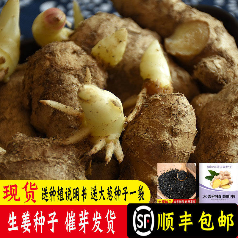种子姜种子黄姜籽姜生姜老姜姜种东大催芽山5斤生姜