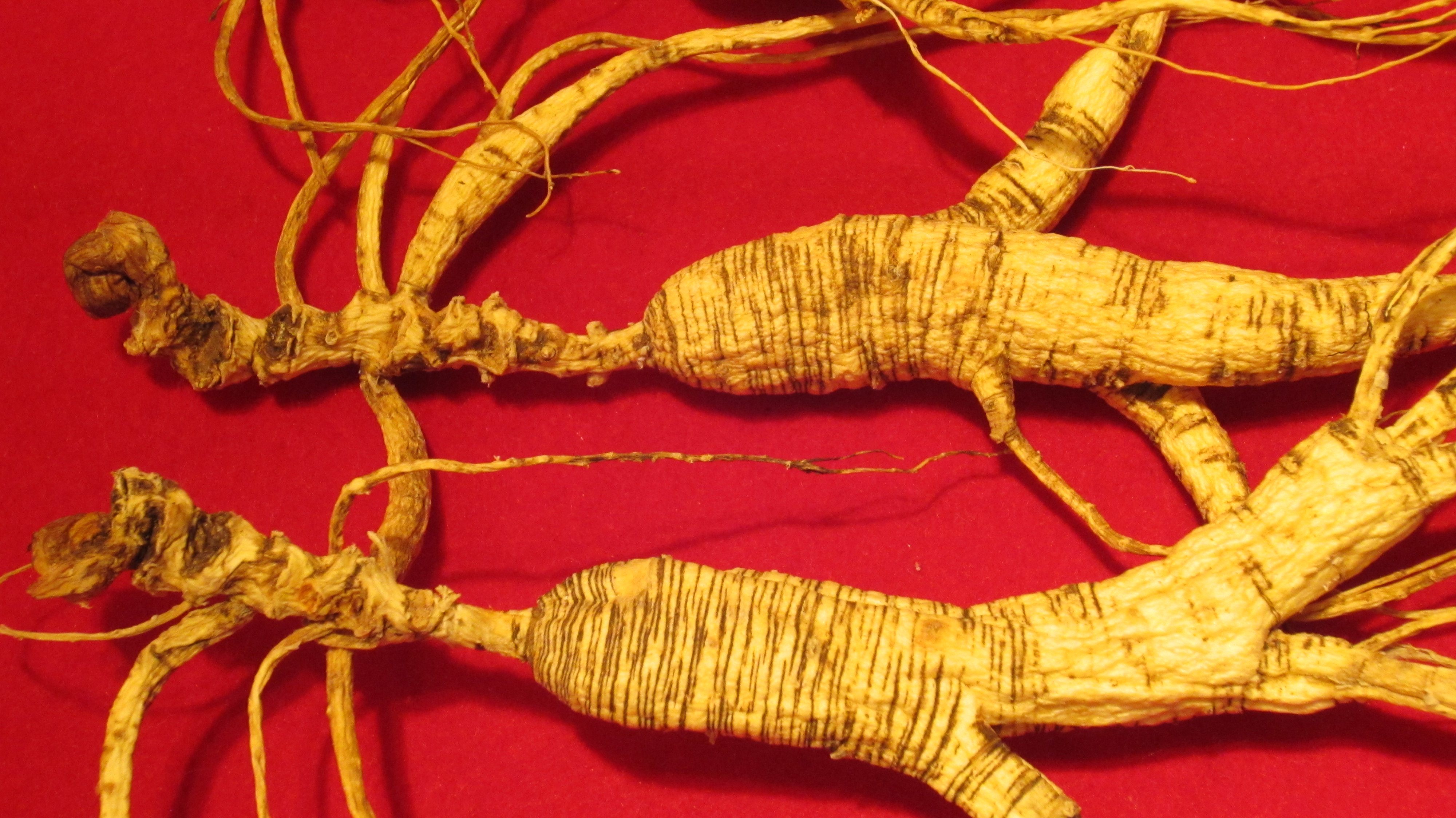 送一长白山足干野山林下特级正品产地直销滋补山参