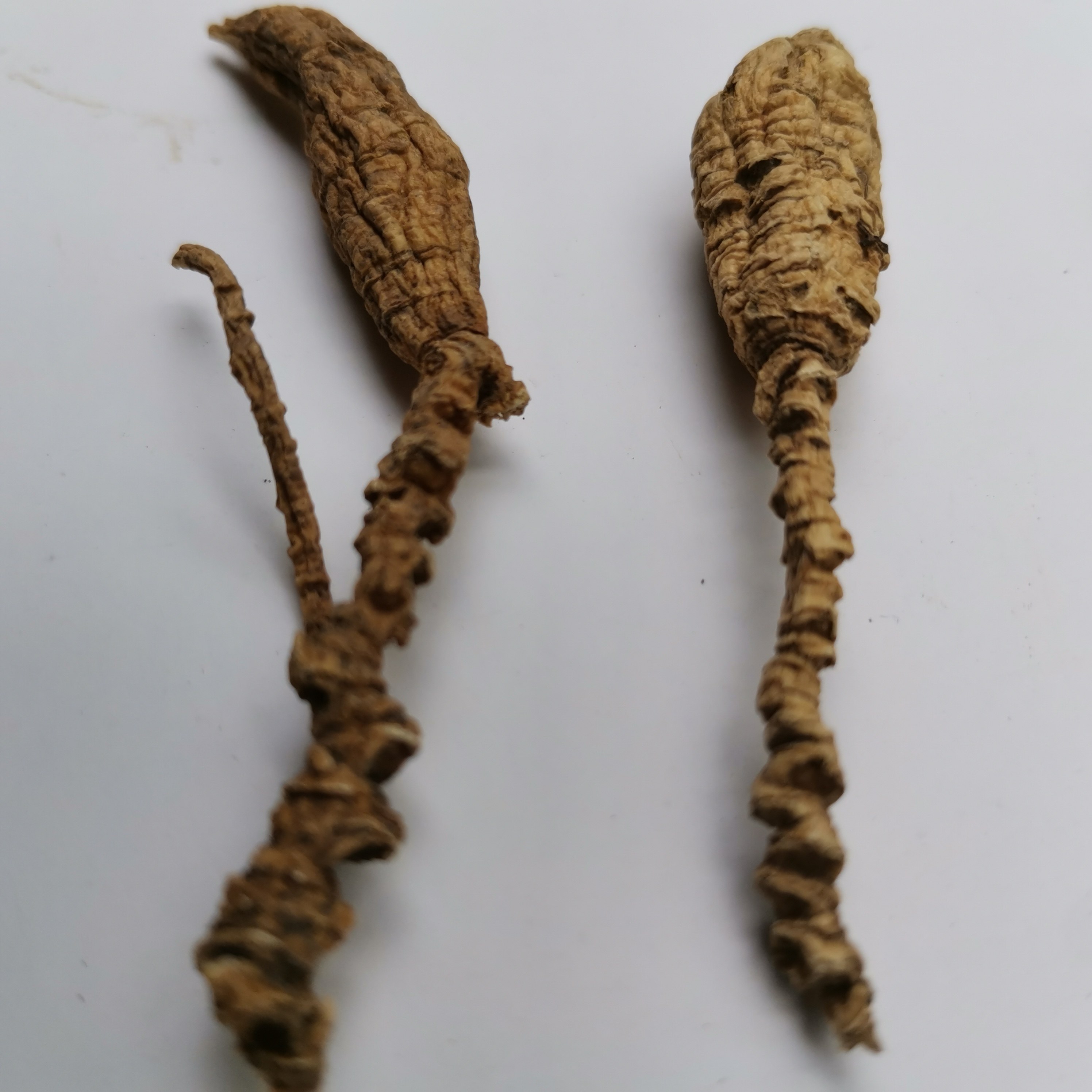 35年参龄纯正美国野生花旗参老西洋山西洋参整枝西洋参及其制品