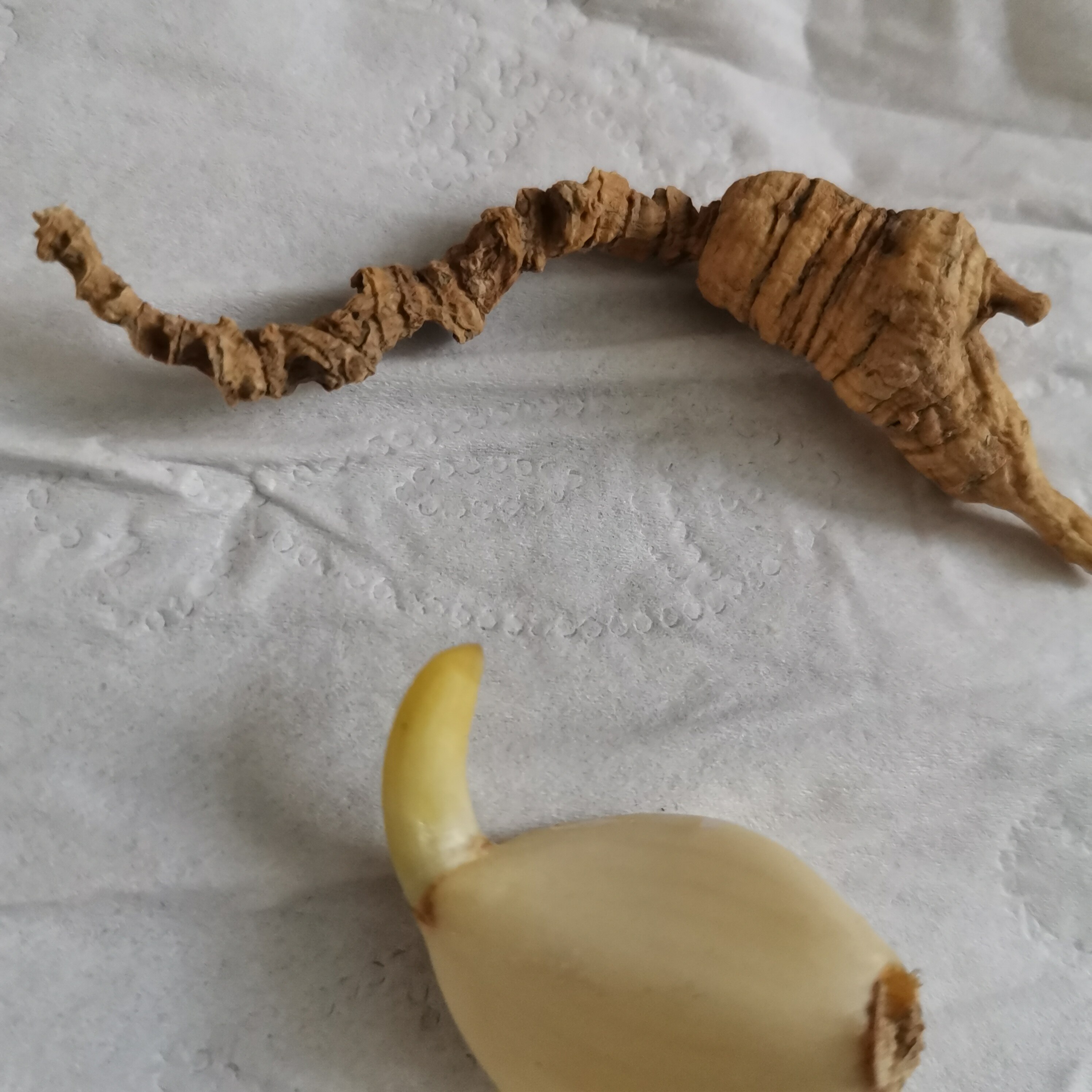 高龄纯正美国野生西洋参原丛老花旗参西洋山参整枝老参原尾泡参