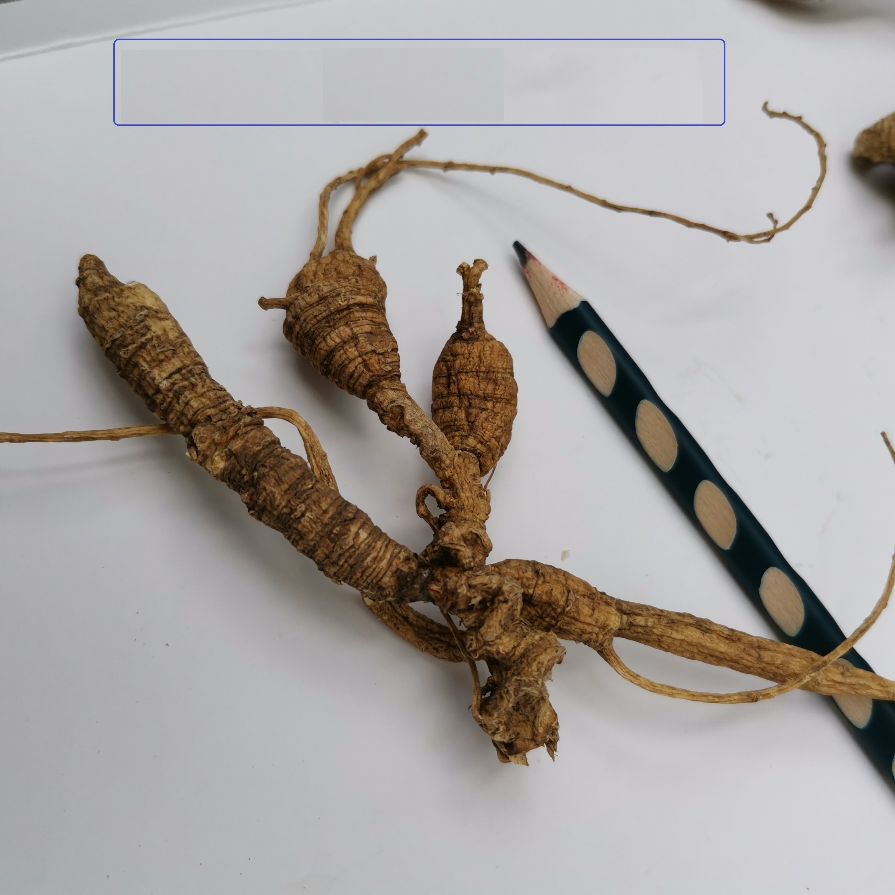 35年参龄纯正美国野生花旗参老西洋山西洋参整枝西洋参及其制品