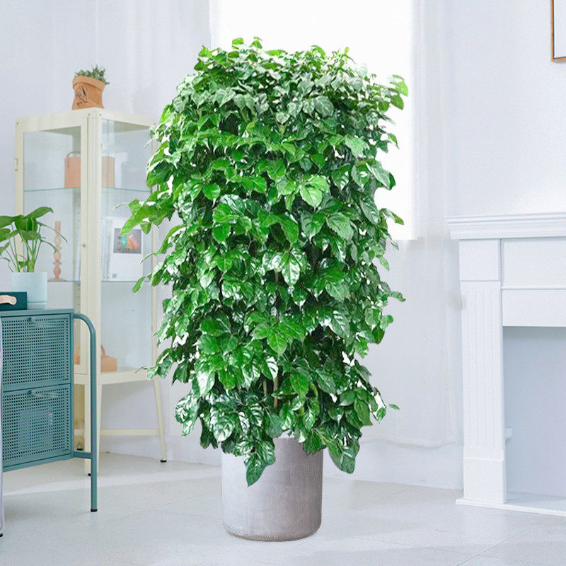 妙点绿宝幸福树盆栽大型植物大树树桩绿植园艺室内大型绿植