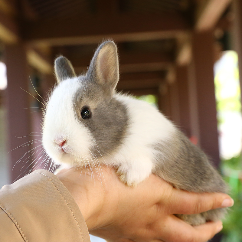 兔子活物侏儒兔宠物小白兔荷兰兔货体迷你小型长不大茶杯兔小动物