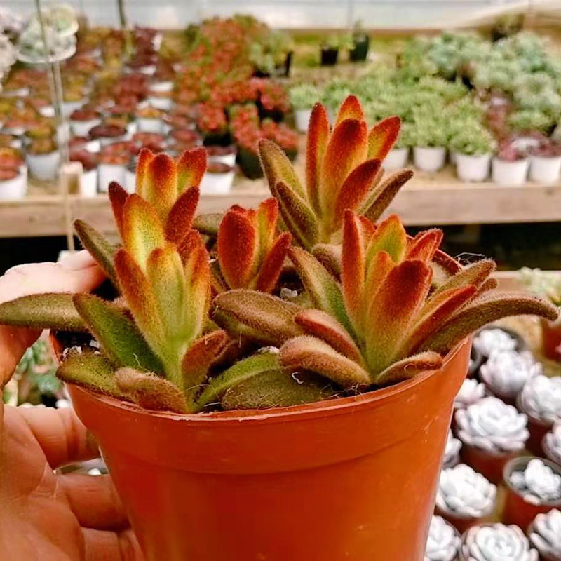 新款多肉植物孙悟空巧克力兔耳朵自家大棚种植迷你多肉植物