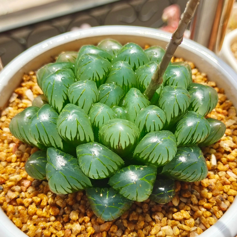 1元多肉植物糯玉露办公室新款姬玉露冰灯超萌肉花草大批基地直发