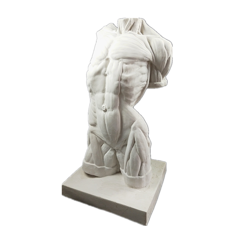 石膏肌肉解剖躯干像素素描模型雕像雕塑装饰石膏像