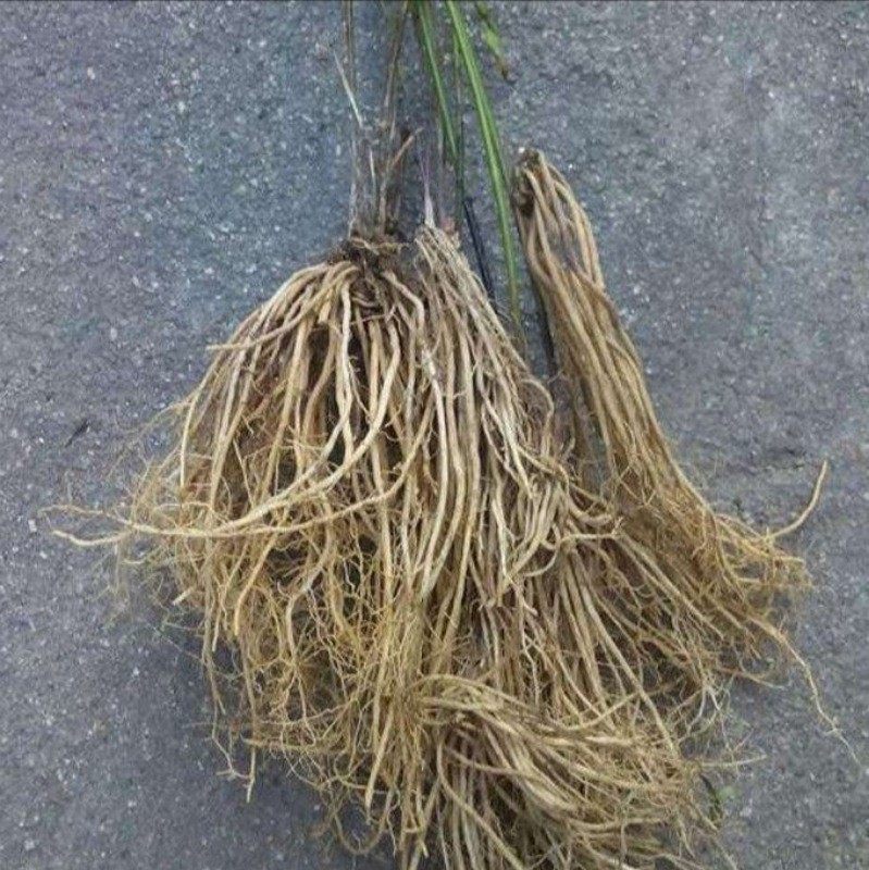 贵州省野生徐长卿500g包邮中草药药材竹叶细辛刁竹传统滋补品其他