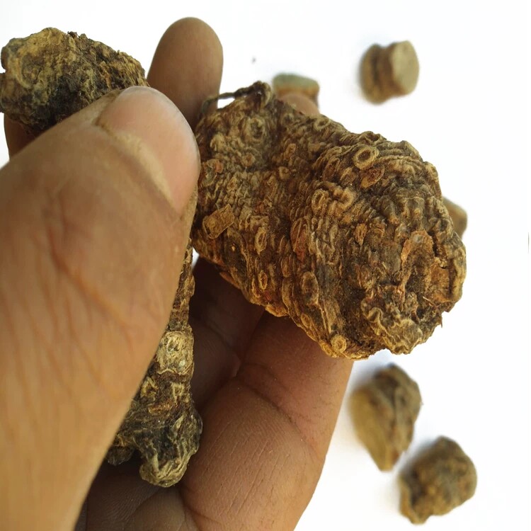 贵州雪里见干品 野生中药材雪里见干货 野包谷 半截烂 烂半截 50_双氙