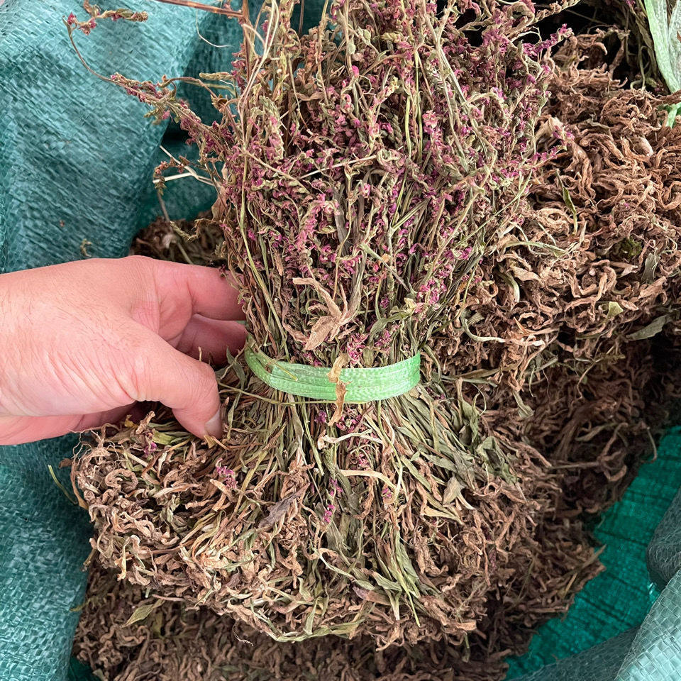 紫花盘龙贵州省野生龙草中草药药材龙抱柱猪鞭草绶其他药食同源食品