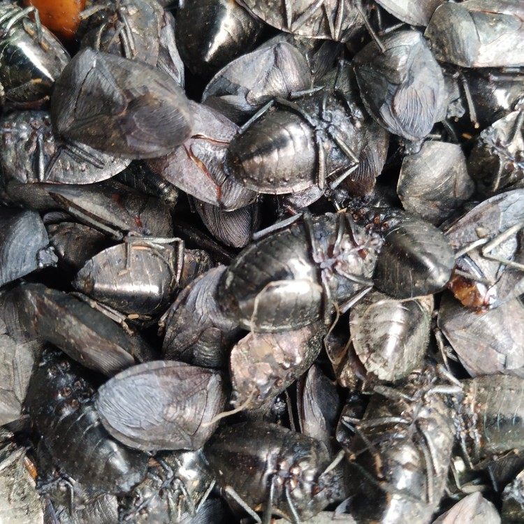 贵州省地产野生九香虫屁巴虫中草药材新品打屁传统滋补品其他