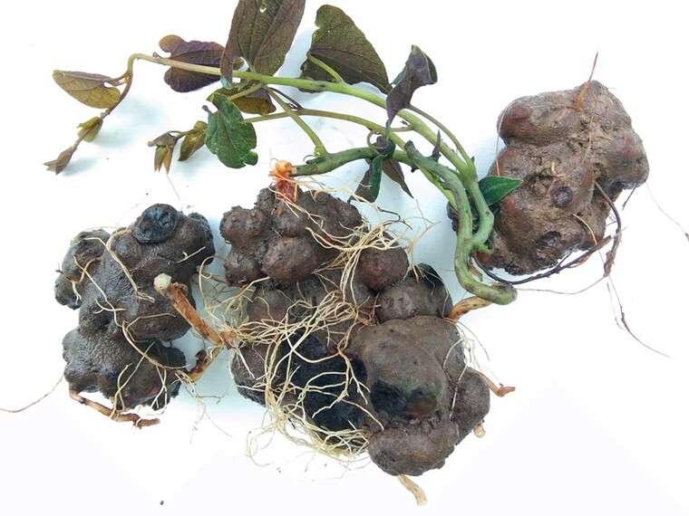 贵州白蛇胆辟虺躲蛇生蛇胆苗药特产500g背蛇生草药传统滋补品其他