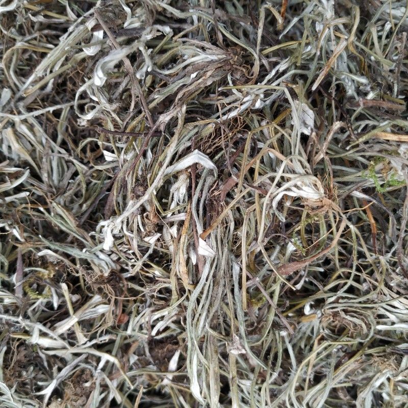 贵州省野生天青地白草250克包邮中草药细叶鼠曲下白其他药食同源食品