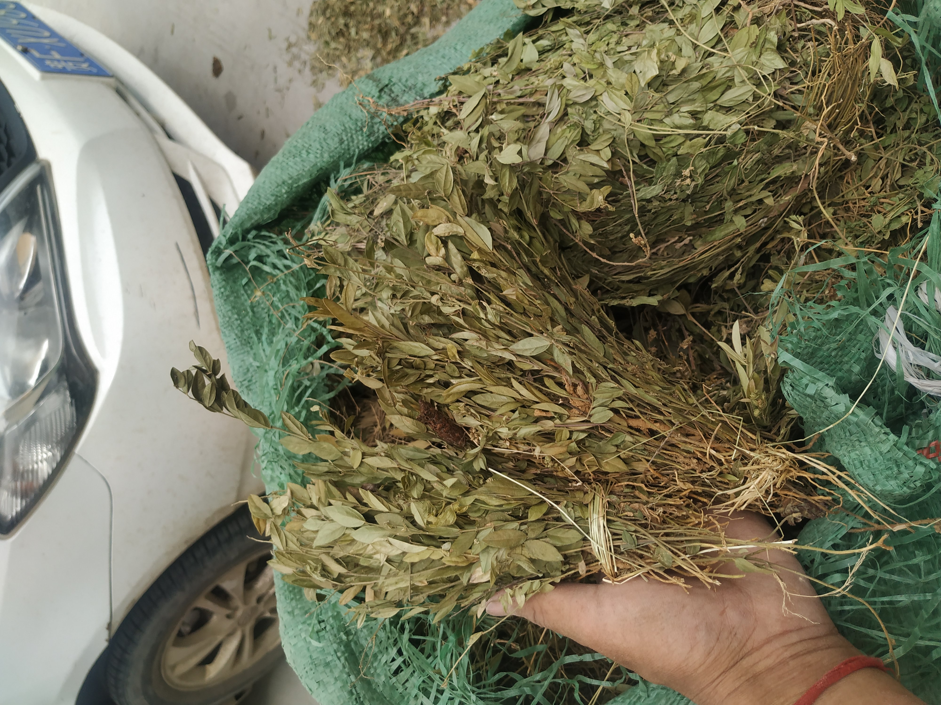 瓜子辰砂勒马锁匙金锁匙野生贵州省药材中草包邮其他药食同源食品