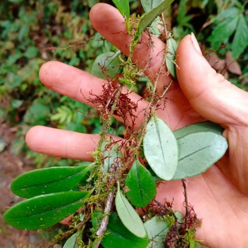 干货抱石莲石瓜子贵州省地产野生下单现挖中草药传统滋补品其他