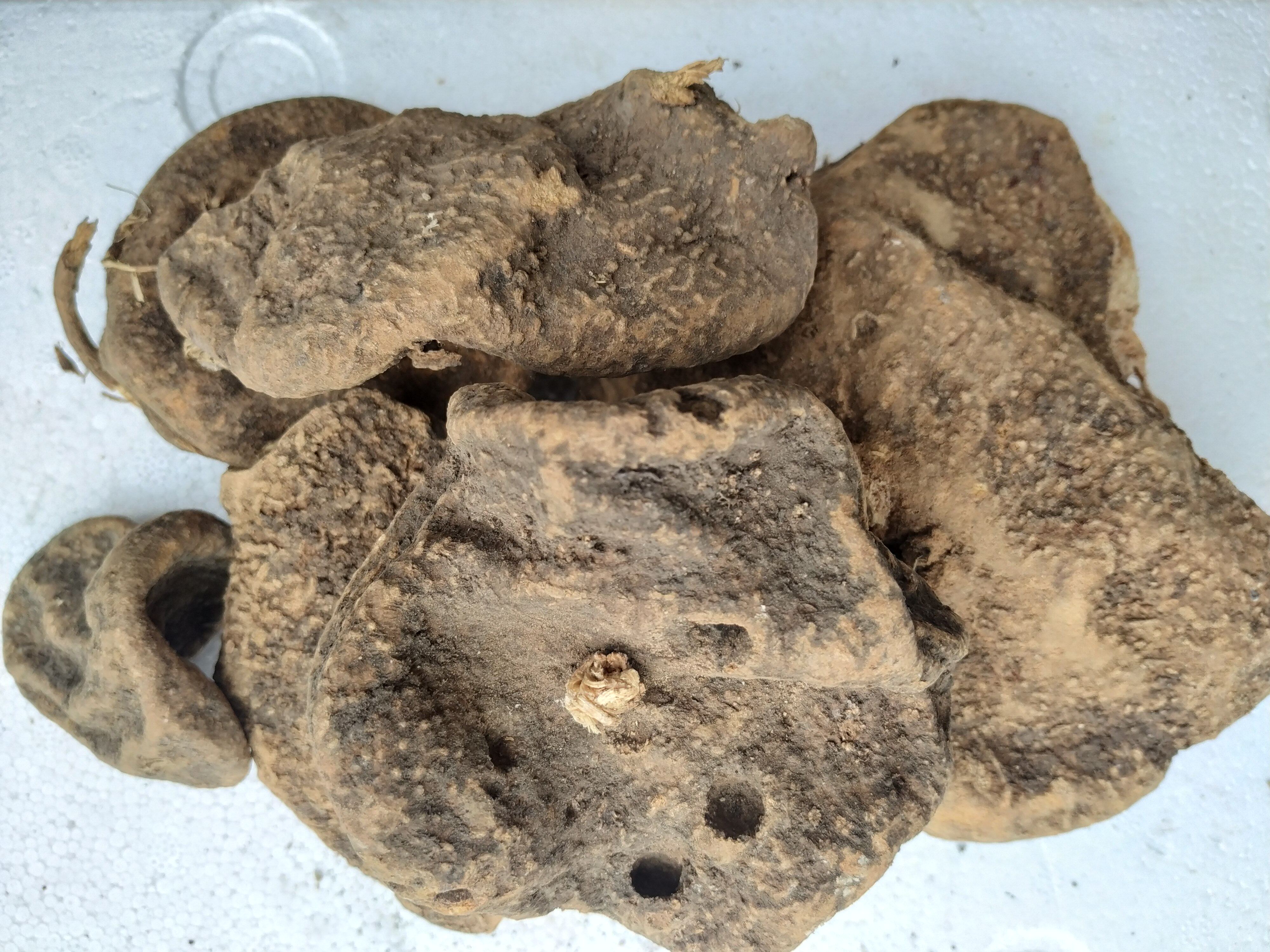 贵州省野生蛇莲中草药雪胆曲莲罗锅底金龟莲金腰莲传统滋补品其他