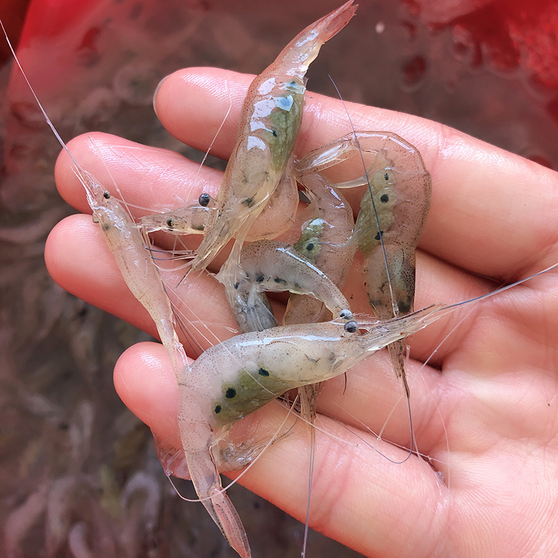 东山海水小白鲜活冷冻500g速冻小海海虾小虾米冻虾