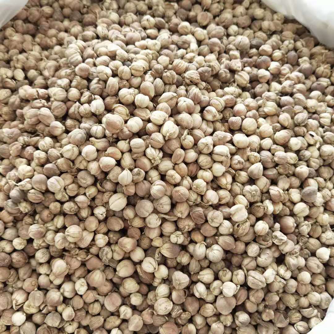 白蔻豆蔻500g纯无硫白豆叩香料卤料调味料另售花椒