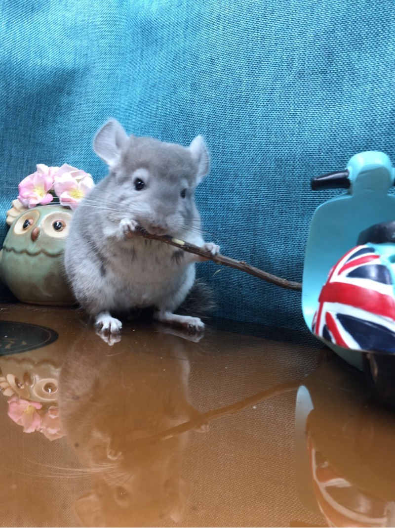 成都实体龙猫店2到4个月紫灰9只支持视频选购 同城包邮 二千多元