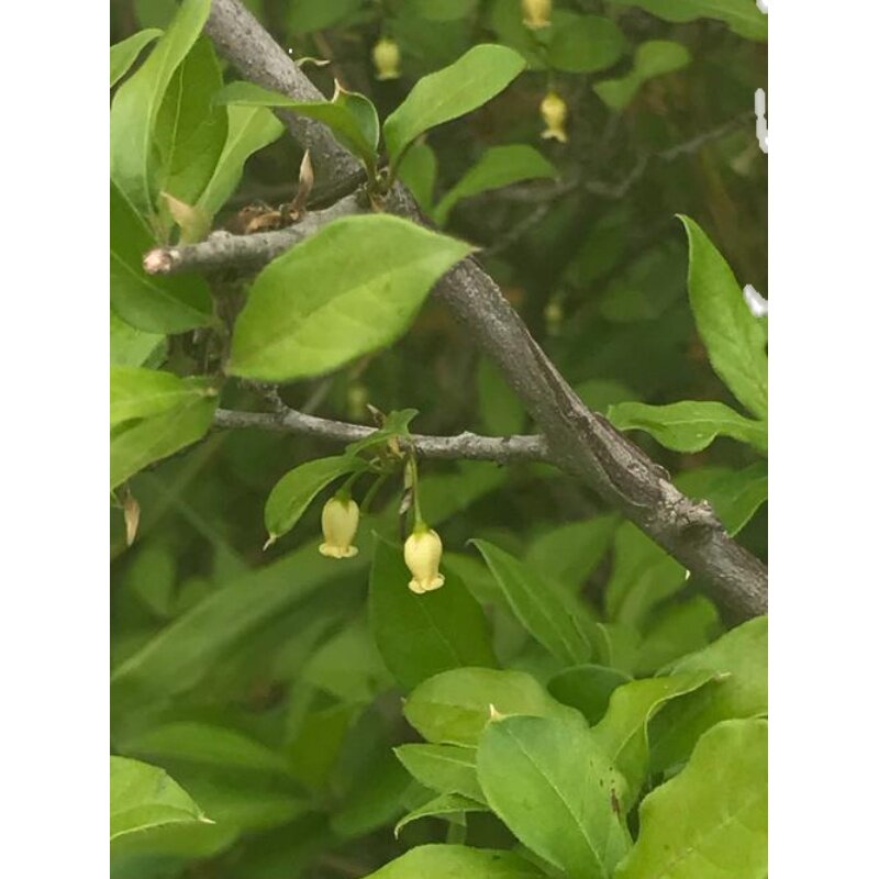 老鸦树桩盆景柿子庭院观植物母桩盆栽绿植三年绿植