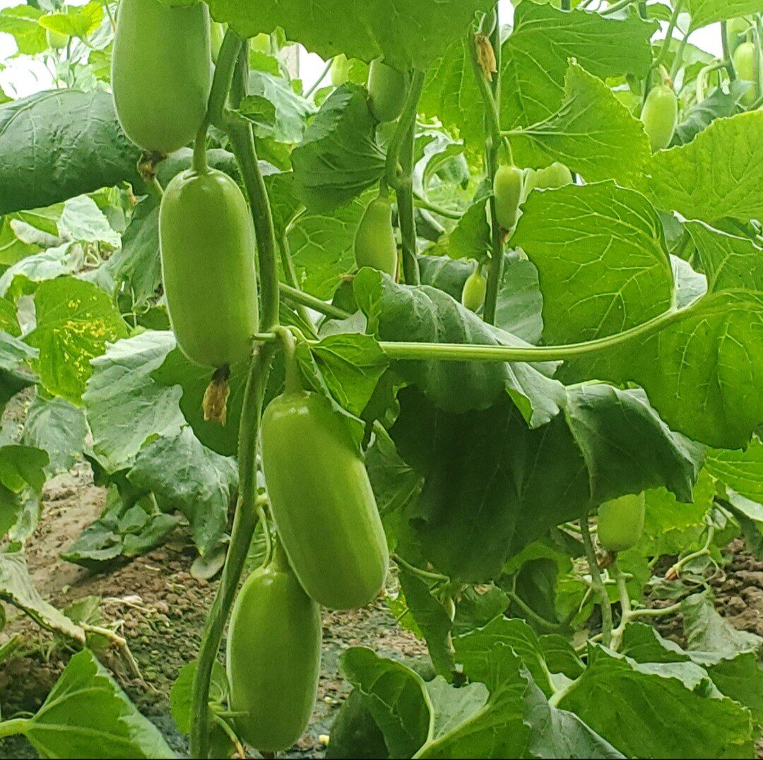 河北箱包整箱甜瓜四斤青县烧瓜无糖酥瓜水果甜瓜