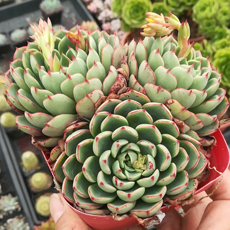 多肉植物魔艳群生多头老桩办公办公室室内阳台多肉植物